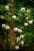 Mountain Laurel hugs an Oak Photograph by Karen Smale Mountain Laurel hugs an Oak Photograph by Karen Smale