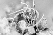 Mountain Mahogany Seed - Cercocarpus ledifolius Photograph by Mary Lee Dereske