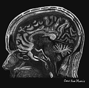 MRI Brain Drawing by Carol Morris