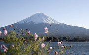Mt.Fuji#3 Photograph by Olgaza