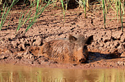 Mud Bath Anyone? Photograph by Steve Templeton Mud Bath Anyone? Photograph by Steve Templeton