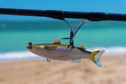Mullet Swim Fishing Lure Photograph by Blair Damson