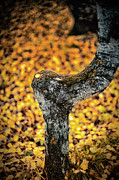 Mushroom on the birch Novosibirsk Russia Photograph by Eugene Nikiforov