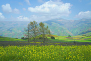 Mustard, Mountains and a Trio of Trees Photograph by Lindsay Thomson
