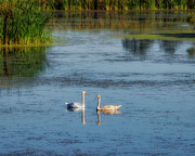 Mute Swans, Mother and Juvenile Photograph by Joe Fisher