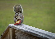 My Apple Photograph by M Kathleen Warren