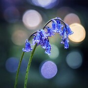 My English Bluebell Photograph by Call Me Abbie - Abbie Shores