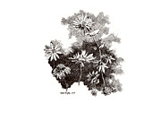 My Summer in Flowers - September 2023 Drawing by Joseph A Langley My Summer in Flowers - September 2023 Drawing by Joseph A Langley