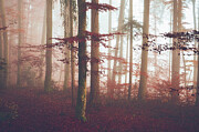 Mystic day Photograph by Adrian Limani