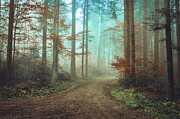 Mystic path Photograph by Adrian Limani