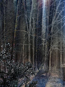 Mystic Wood Digital Art by Gina Harrison