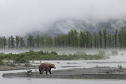 Mystical Bear  Photograph by Cheryl Strahl