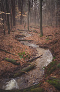 Mystical Forest Photograph by Grant Twiss Mystical Forest Photograph by Grant Twiss
