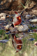 Narcissus Photograph by Steve Wolfe Narcissus Photograph by Steve Wolfe