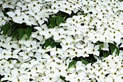 Natural Blanket Of Dogwood Flowers Photograph by Elvira Peretsman