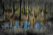 Nature Abstracted 23a Photograph by Sally Fuller