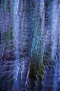 Nature Abstraction 50 A Photograph by Sally Fuller