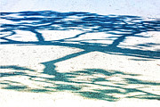 Nature Abstraction 52b Photograph by Sally Fuller