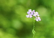 Nature Photography - Floral 2 Photograph by Amelia Pearn
