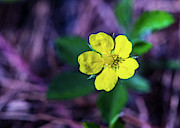 Nature Photography - Floral 3 Photograph by Amelia Pearn