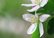 Nature Photography - Floral Photograph by Amelia Pearn Nature Photography - Floral Photograph by Amelia Pearn