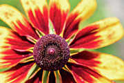 Nature Photography Flower Macro Photograph by Amelia Pearn Nature Photography Flower Macro Photograph by Amelia Pearn