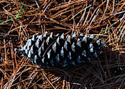 Nature Photography - Pine Cone 2 Photograph by Amelia Pearn