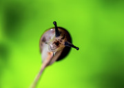 Nature Photography - Snail Photograph by Amelia Pearn Nature Photography - Snail Photograph by Amelia Pearn