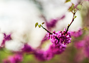 Nature Photography - Tree in Bloom Photograph by Amelia Pearn