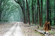 The Path Less Understood Photograph by Puttaswamy Ravishankar The Path Less Understood Photograph by Puttaswamy Ravishankar