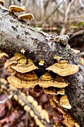 Nature's Canvas The Intricate World of Bracket Fungi Photograph by Travel Essayist