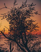 Nature's Delight Photograph by Abigail Diane Photography