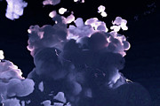 Nature's Light Show Digital Art by Brandi Untz