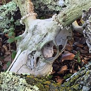 Nature's Reclamation Photograph by Wendy Golden