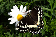 Nature's Soft Touch - A Close-Up Photograph by Bonnie Colgan Nature's Soft Touch - A Close-Up Photograph by Bonnie Colgan
