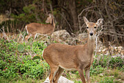 Nature's Watchful Eye - The Alert Pose of a Brown Deer Photograph by Brigitte Blanchette Thompson