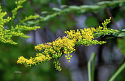 Nature's Work of Art Photograph by DB Hayes