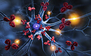 Nerve cell attacked by Antibodies Photograph by Peterschreiber.media