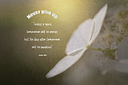 Never Give Up Photograph by Amy Dundon