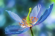 New Day Flower Photograph by Marilyn Cornwell New Day Flower Photograph by Marilyn Cornwell