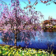 Newark NJ - Branch Brook Park in Spring Photograph by Susan Savad Newark NJ - Branch Brook Park in Spring Photograph by Susan Savad