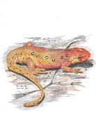 Newt Drawing by Kenneth Stock