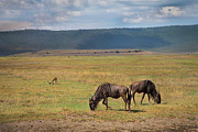Ngorongoro project, no. 140 Photograph by Jonathan Babon