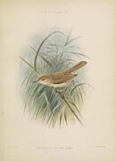 Nihoa Millerbird, Acrocephalus familiaris kingi Digital Art by Rothschild J G Keulemans Nihoa Millerbird, Acrocephalus familiaris kingi Digital Art by Rothschild J G Keulemans