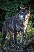 Niko Snarl Photograph by Laura Hedien