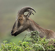 Nilgiri tahr Photograph by Puttaswamy Ravishankar Nilgiri tahr Photograph by Puttaswamy Ravishankar