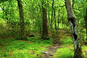 NJ Appalachian Trail Spring Green Tunnel Photograph by Raymond Salani III NJ Appalachian Trail Spring Green Tunnel Photograph by Raymond Salani III