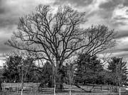 NJ Champion The Brearley Oak Photograph by Louis Dallara NJ Champion The Brearley Oak Photograph by Louis Dallara