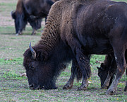 Noble American Beasts Photograph by Dave Diegelman Noble American Beasts Photograph by Dave Diegelman