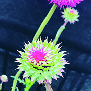 Nodding Thistles Photograph by Grey Coopre